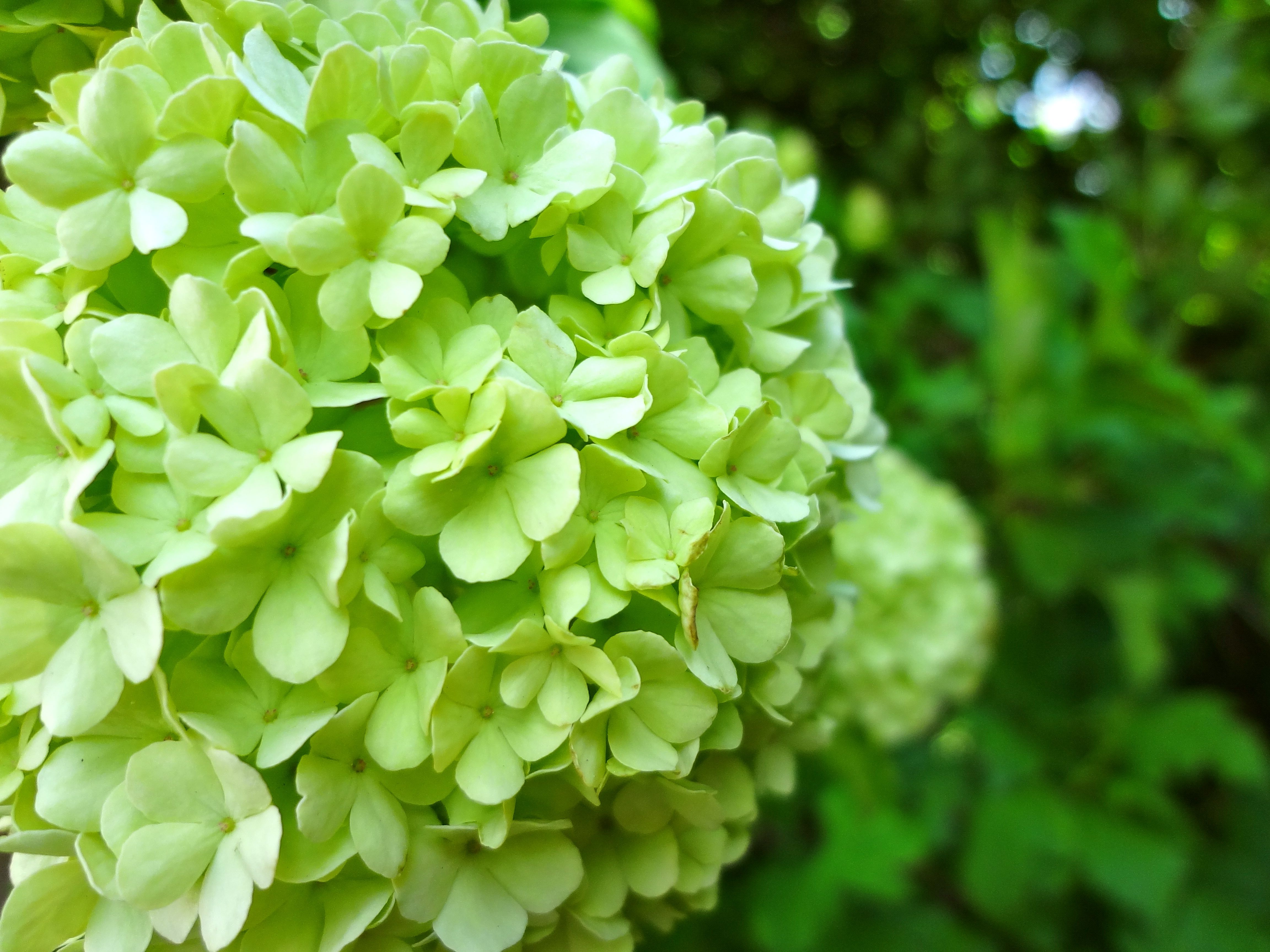 flowers don t normally opt for the color green most flowers go for the ...